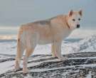 Perro-de-Groenlandia-3