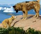 Perro-de-Groenlandia-5