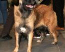 perro de montaña de Estrela