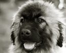 perro de montaña de Estrela