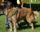 perro de montaña de Estrela