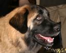 perro de montaña de Estrela