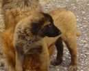 perro de montaña de Estrela