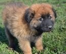 perro de montaña de Estrela