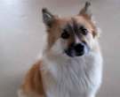 Icelandic-Sheepdog-4