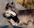 Perro-lobo-de-Saarloos-1