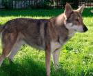 Perro-lobo-de-Saarloos-2