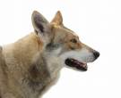 Perro-lobo-de-Saarloos-3