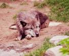 Perro-lobo-de-Saarloos-4