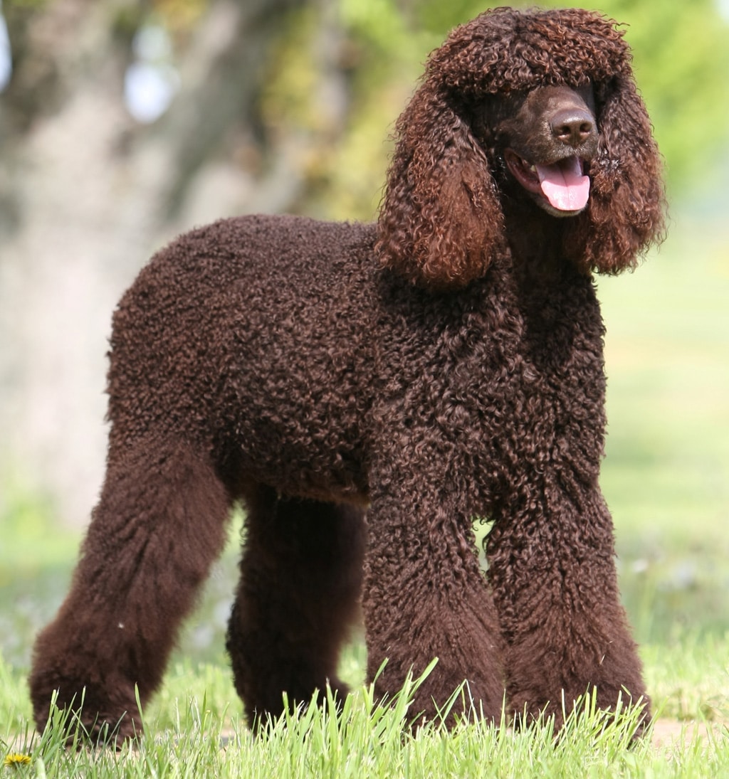american-water-spaniel-characteristics-and-character-dogs-breeds