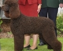 Perro de Agua Americano