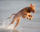 Pharaoh Hound