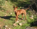 Pharaoh Hound