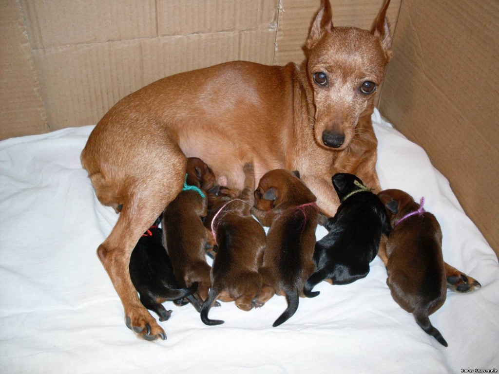 Pinscher Miniatura Razas Perros Mascotas