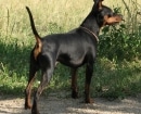 Pinscher Miniatura