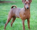 Pinscher Miniatura