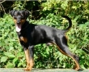 Pinscher Miniatura