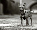 Pinscher Miniatura