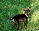 Pinscher Miniatura