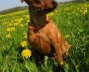 Pinscher Miniatura