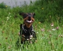 Pinscher Miniatura