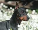 Pinscher Miniatura