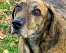 Plott Hound