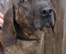 Plott Hound