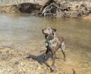 Plott Hound