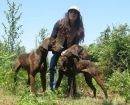 Plott Hound