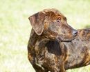 Plott Hound