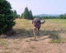 Plott Hound