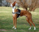 Podenco Ibicenco