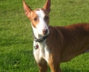 Podenco Ibicenco