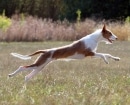 Podenco Ibicenco