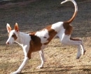 Podenco Ibicenco