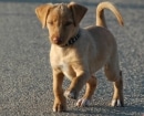 Podenco Andaluz