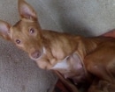 Podenco Andaluz