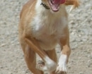 Podenco Andaluz