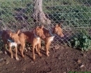 Podenco Andaluz