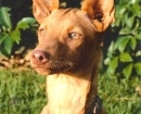 Podenco Andaluz
