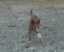 Podenco Andaluz