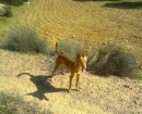 Podenco Andaluz
