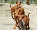 Podenco Andaluz