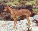 Podenco Canario