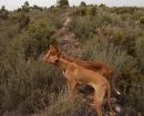 Podenco Canario