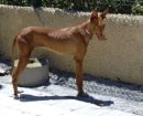 Podenco Canario