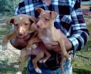 Podenco Canario
