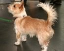 Podenco Portugués