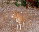 Podenco Portugués